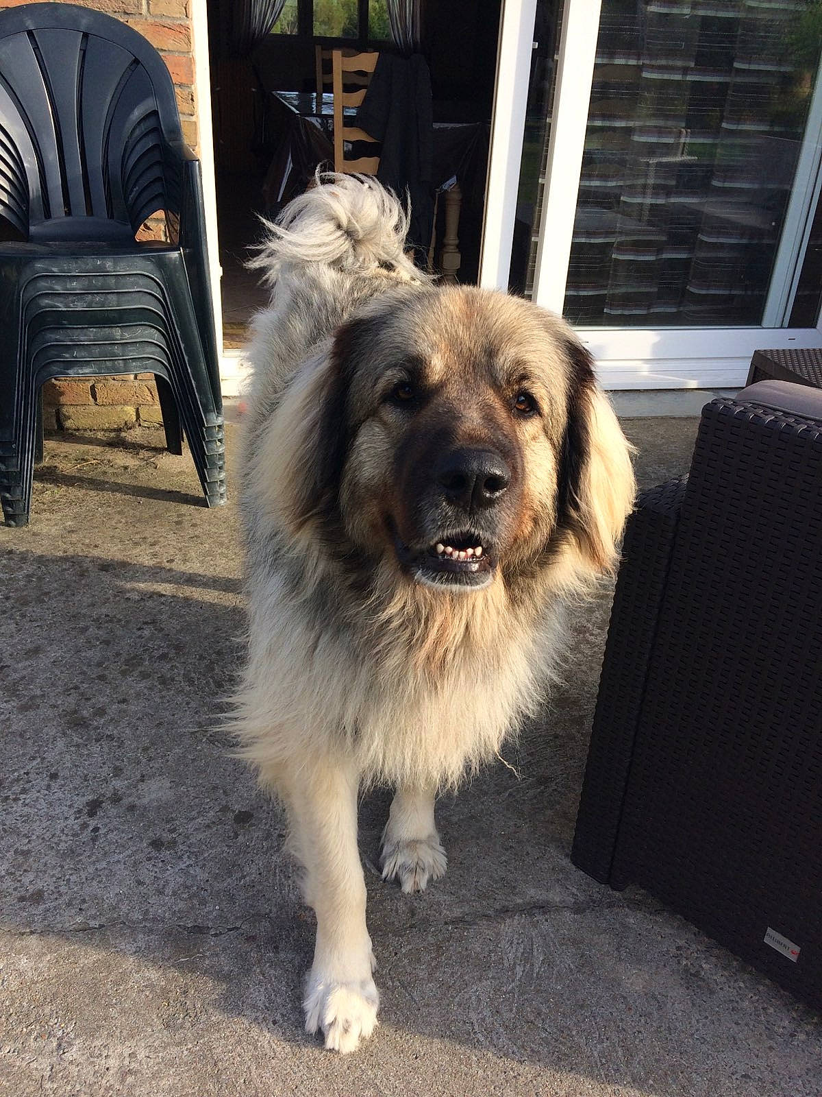 Iska a rejoint le concours — aidez-le/la à gagner de superbes lots ! canidae, carnivore, caucasian_shepherd_dog, companion_dog, dog, dog_breed, fawn, leonberger, livestock_guardian_dog, mammal, rare_breed_dog, sarplaninac, sporting_group, vertebrate, working_dog