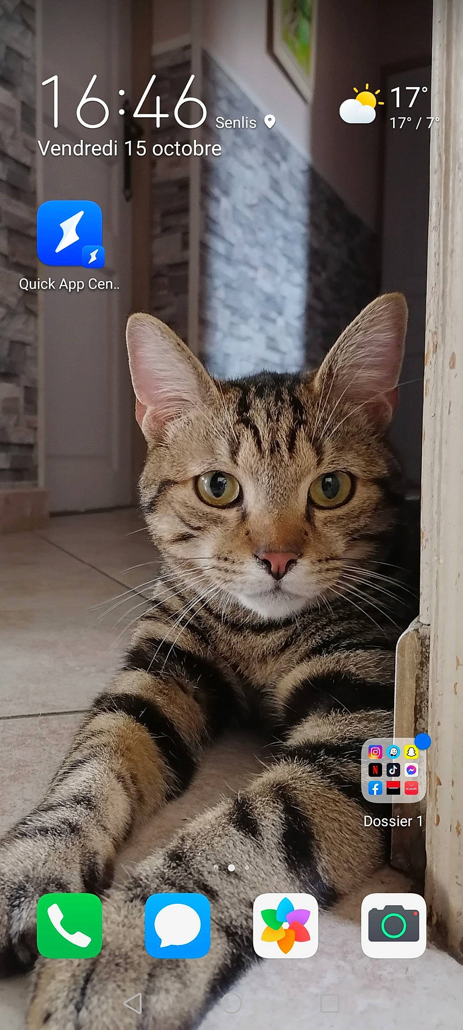 Gaya participe au concours pour gagner de l'argent avec cette photo : carnivore, cat, claw, domestic_short_haired_cat, felidae, fur, logo, paw, photo_caption, photography, screenshot, small_to_medium_sized_cats, snapshot, snout, tail, terrestrial_animal, whiskers, wildlife, window