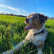Kisaïco participe au concours pour gagner de l'argent avec cette photo : dog, australian_shepherd, pet, canine, grass, green_field, blue_sky, sunshine, outdoor, portrait, tongue_out, panting, collar, fur, ears, nose, happy, lens_flare, low_angle, nature
