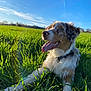 dog, australian_shepherd, pet, canine, grass, green_field, blue_sky, sunshine, outdoor, portrait, tongue_out, panting, collar, fur, ears, nose, happy, lens_flare, low_angle, nature