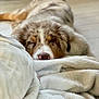 Kisaïco participe au concours pour gagner de l'argent avec cette photo : dog, puppy, australian_shepherd, sleeping, blanket, fur, nose, close_up, pet, indoor, bedding, cute, snout, eyes_closed, cozy, portrait, domestic_animal, soft_texture, resting, shallow_depth_of_field