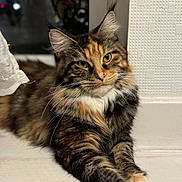 Iris a rejoint le concours — aidez-le/la à gagner de superbes lots ! cat, pet, feline, tortoiseshell, long_hair, whiskers, paws, green_eyes, pink_nose, ears, fur, muzzle, portrait, close_up, window_sill, curtain, indoor, relaxed, tabby_pattern, house_pet