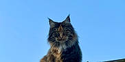 Iris a rejoint le concours — aidez-le/la à gagner de superbes lots ! cat, feline, longhair_cat, outdoor, blue_sky, rooftop, gutter, whiskers, tufted_ears, green_eyes, portrait, pet, sitting, fluffy_fur, bushy_tail, curious, domestic_cat, vigilant, roof_tiles, daylight