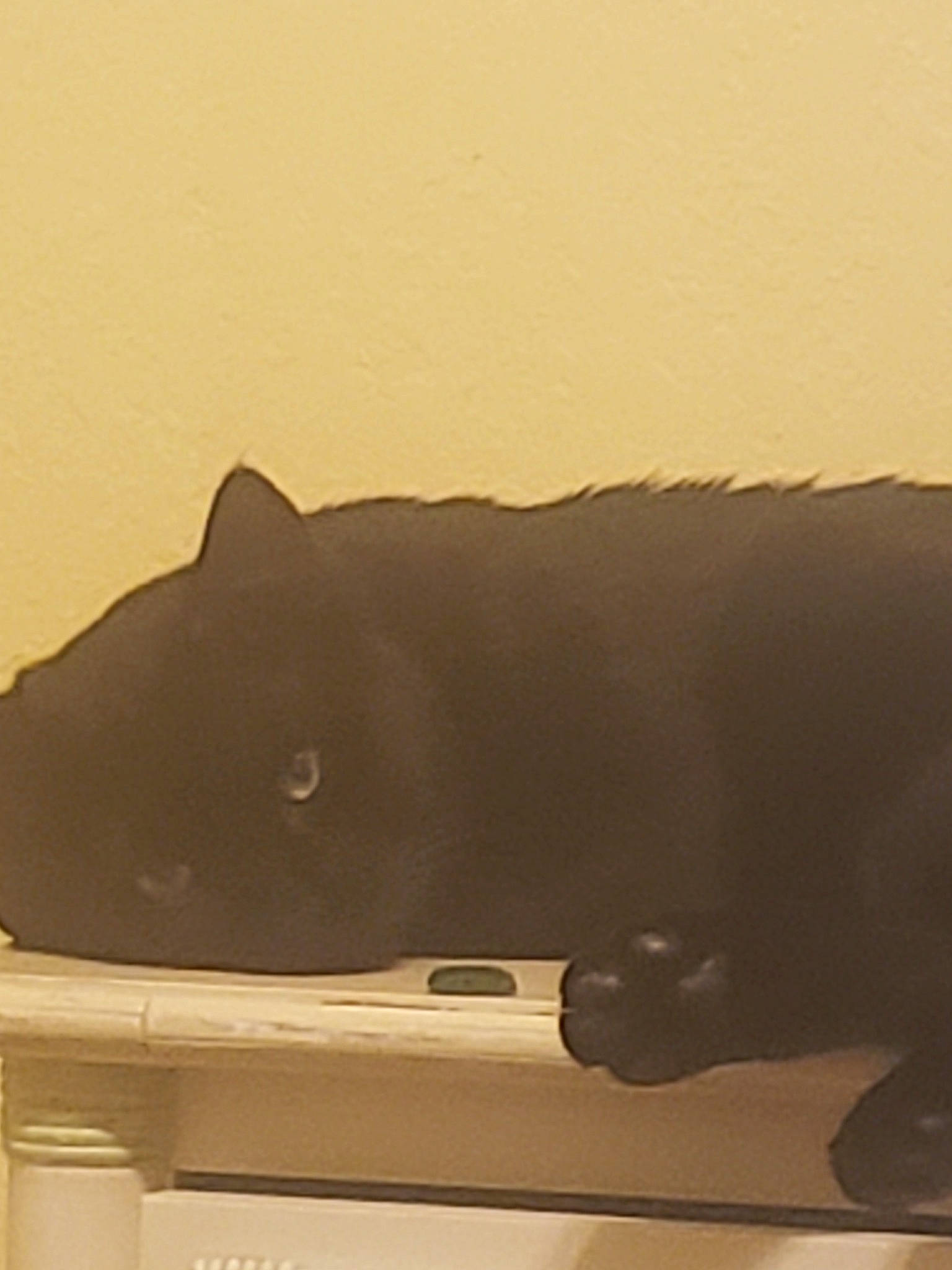 Boo is registered to the contest to win money with this photo: automotive_exterior, cat, felidae, marine_mammal, whiskers