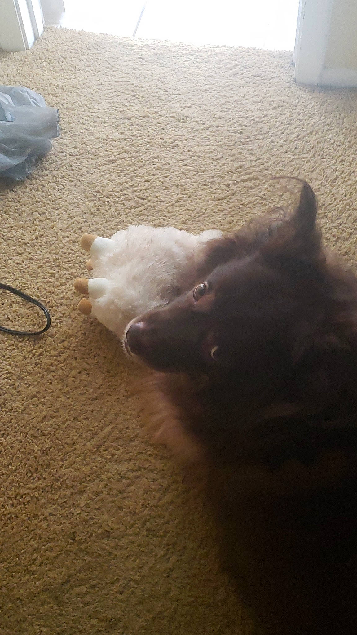 Gage is registered to the contest to win money with this photo: american_eskimo_dog, canidae, carnivore, cat, cloud, dog, dog_breed, japanese_spitz, non_sporting_group, nose, puppy, samoyed, sky, spitz, tail, west_highland_white_terrier