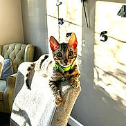 Neo is registered to the contest to win money with this photo: kitten, cat, tabby, collar, chair, sunlight, shadow, wall_clock, indoor, pet, furniture, cozy, home, curious, animal, paw, ear, whiskers, domestic_cat, relaxed