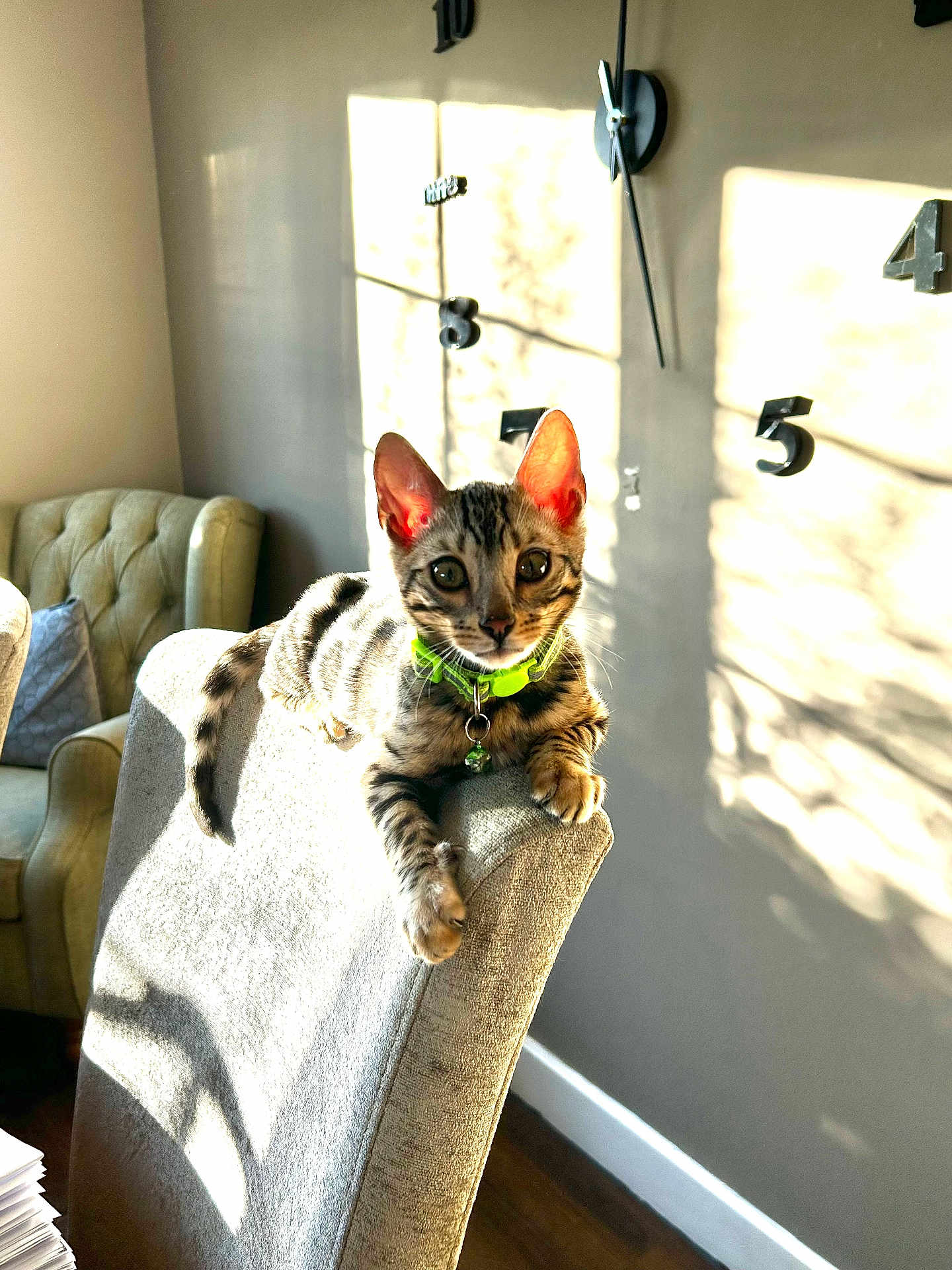 Neo is registered to the contest to win money with this photo: kitten, cat, tabby, collar, chair, sunlight, shadow, wall_clock, indoor, pet, furniture, cozy, home, curious, animal, paw, ear, whiskers, domestic_cat, relaxed