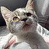 Sonny joined the competition — help win amazing prizes! kitten, cat, paw, whiskers, indoor, window, sunlight, fur, pet, cute, animal, closeup, face, looking_up, soft_light, domestic, young, gray, white, curious