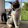black_and_white, blue_sky, cat, collar, curious, domestic_animal, feline, greenery, houseplant, indoor, natural_light, outdoor_view, paper, pet, quiet, still_life, sunlight, table, whiskers, window