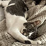 Sonny joined the competition — help win amazing prizes! cat, sleeping, blanket, bed, cozy, fur, stretching, indoor, patterned_bedspread, resting, cute, pet, whiskers, relaxed, animal, domestic_cat, texture, soft_lighting, gray_and_white, comfort