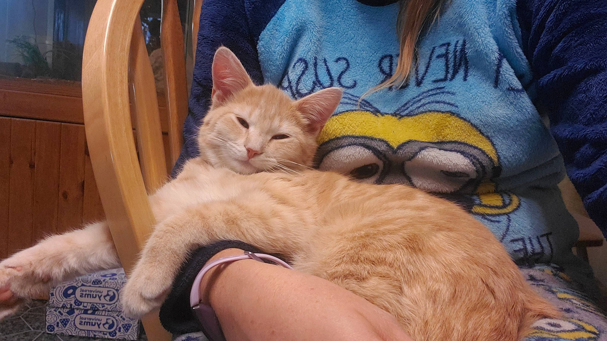 Butters is registered to the contest to win money with this photo: carnivore, cat, claw, comfort, domestic_short_haired_cat, fawn, felidae, fur, gesture, human_leg, lap, nap, paw, sitting, small_to_medium_sized_cats, snout, tail, watch, whiskers, wood