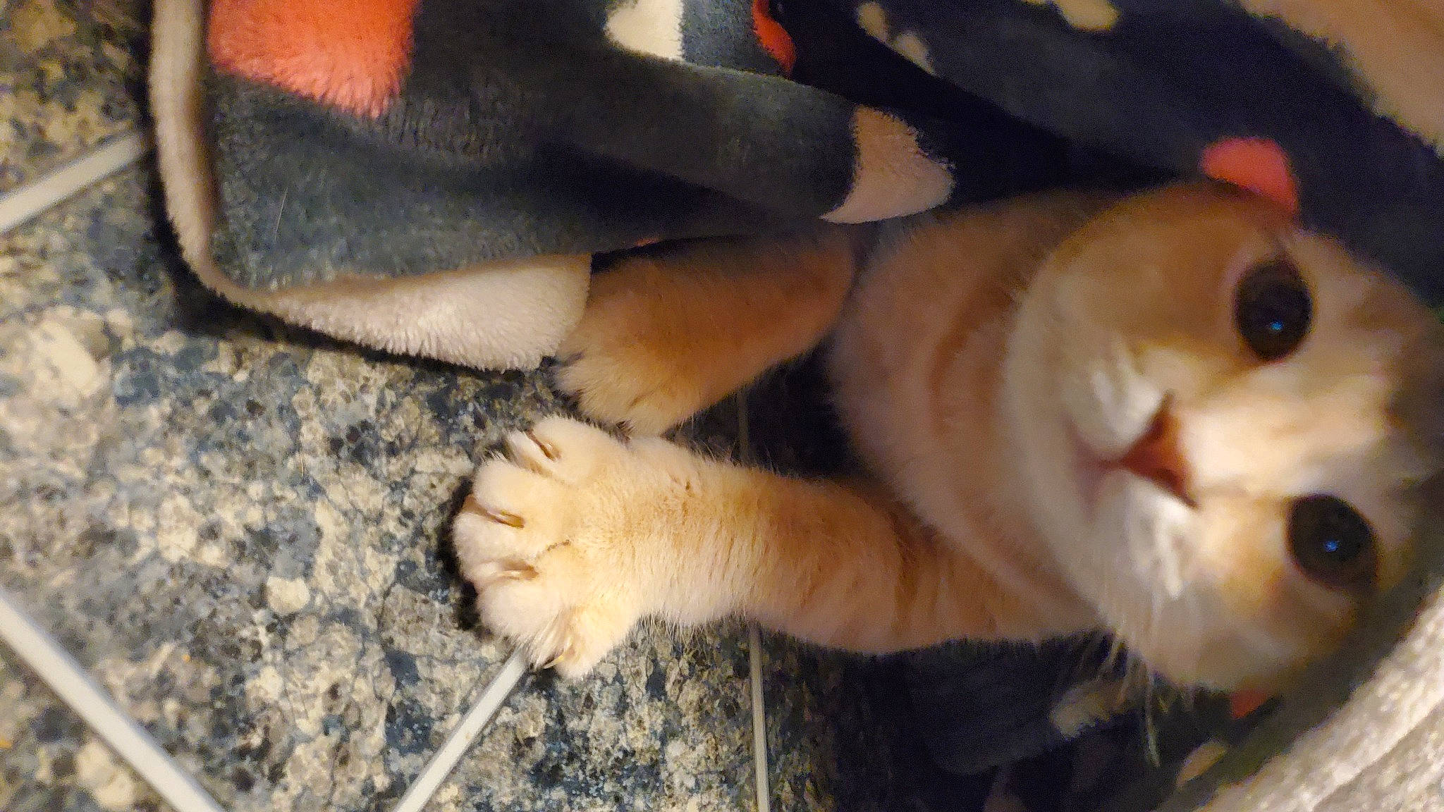 Butters is registered to the contest to win money with this photo: canidae, carnivore, cat, claw, close_up, comfort, companion_dog, dog_breed, domestic_short_haired_cat, fawn, felidae, foot, fur, human_leg, nail, paw, small_to_medium_sized_cats, sporting_group, tail, whiskers