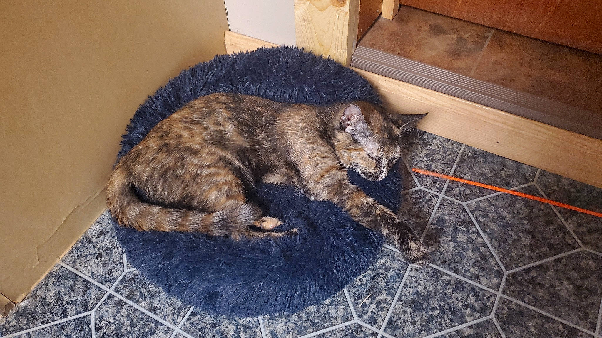 Flow is registered to the contest to win money with this photo: carnivore, cat, claw, comfort, domestic_short_haired_cat, felidae, flooring, fur, grey, hardwood, mat, nap, paw, small_to_medium_sized_cats, snout, tail, terrestrial_animal, whiskers, wood, wood_stain