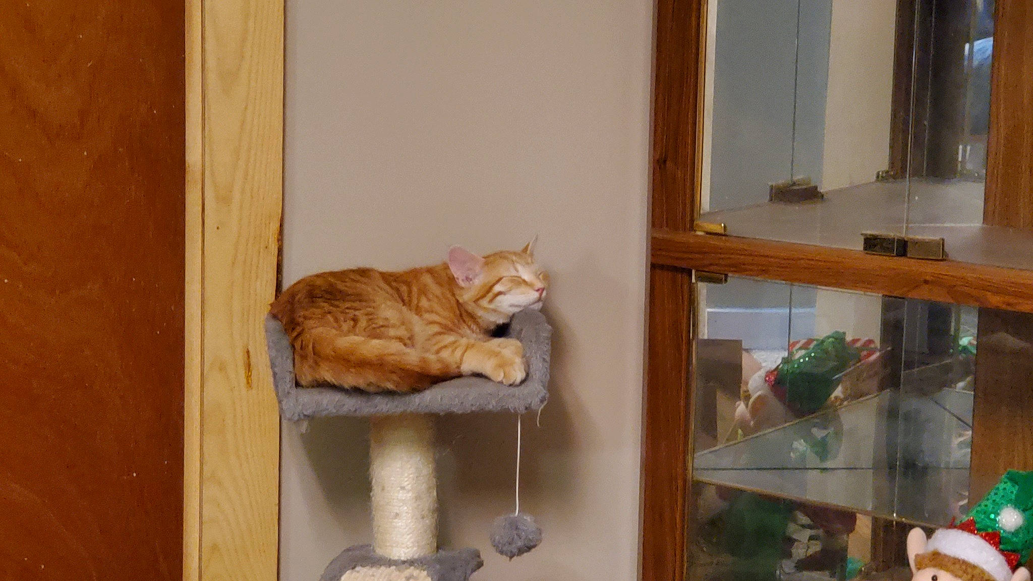 Jax is registered to the contest to win money with this photo: animal_shelter, art, carnivore, cat, cat_supply, domestic_short_haired_cat, fawn, felidae, fur, hardwood, pet_supply, room, shelf, shelving, small_to_medium_sized_cats, tail, whiskers, window, wood, wood_stain