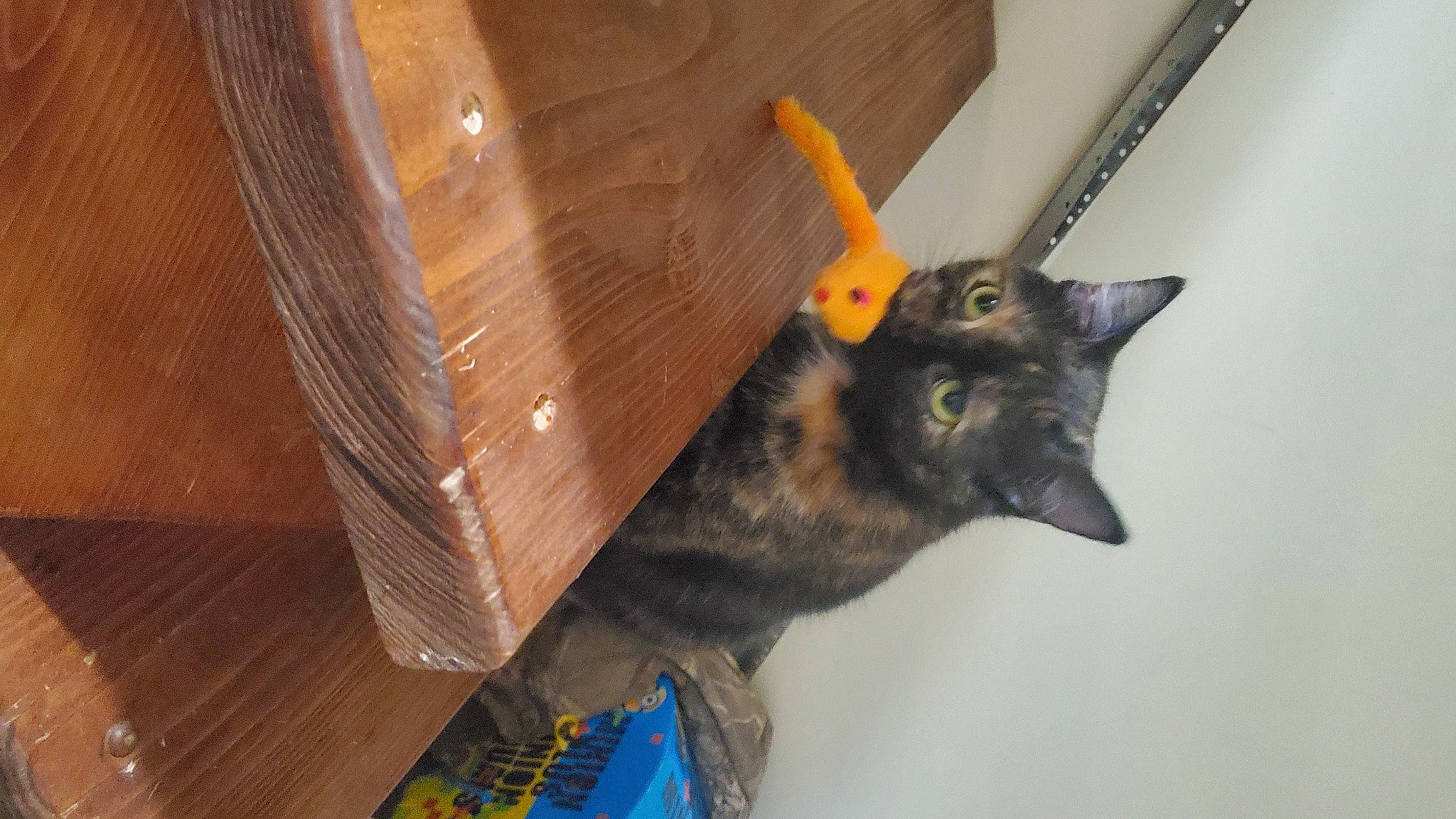 Charlotte joined the competition — help win amazing prizes! bat, carnivore, cat, event, felidae, fur, hardwood, pet_supply, room, small_to_medium_sized_cats, snout, varnish, whiskers, wood