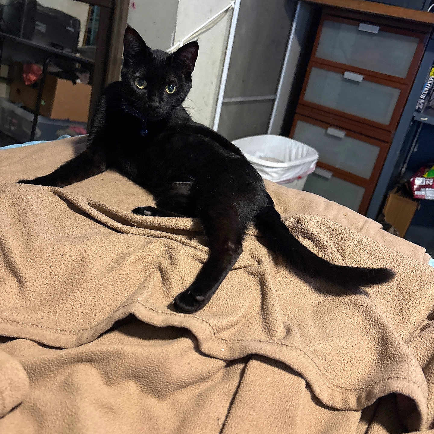 Angel is registered to the contest to win money with this photo: abyssinian, animal, bed, bedroom, blackcat, blanket, cabinet, cat, drawer, furniture, homedecor, indoors, kitten, linen, pet, quilt, room, shelf, towel, wood