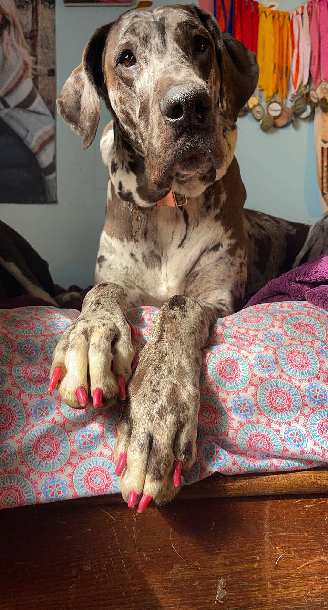 Vada joined the competition — help win amazing prizes! canidae, carnivore, collar, comfort, companion_dog, dog, dog_breed, dog_collar, dog_supply, fawn, fur, great_dane, gun_dog, liver, non_sporting_group, pattern, sporting_group, working_animal, working_dog