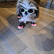 Rosie participe au concours pour gagner de l'argent avec cette photo : dog, small_dog, fluffy, goggles, dog_shoes, indoor, wooden_floor, pet_fashion, cute, animal, standing, fur, accessories, footwear, white_goggles, pink_shoes, canine, house, home_interior, shadow