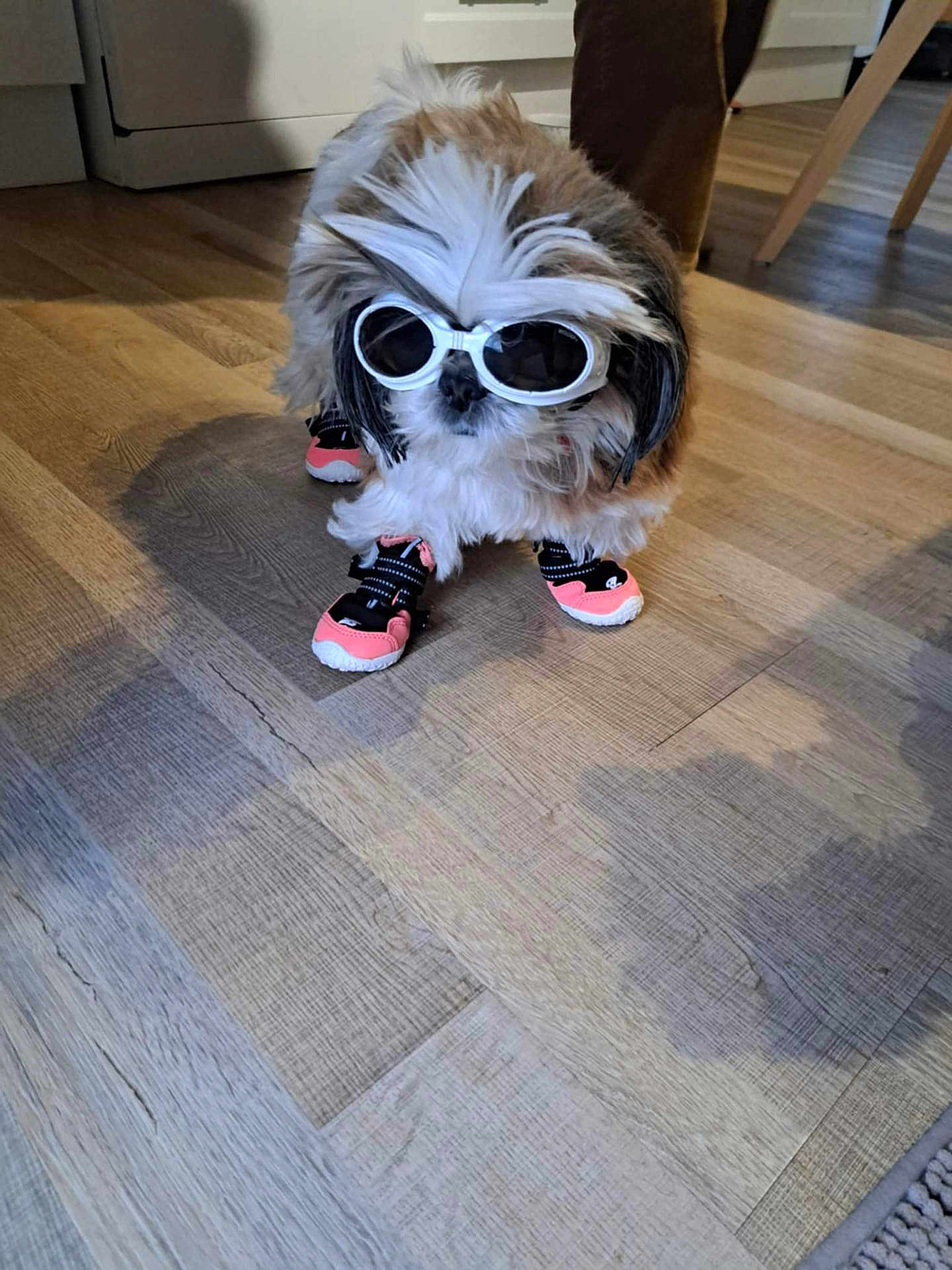 Rosie participe au concours pour gagner de l'argent avec cette photo : dog, small_dog, fluffy, goggles, dog_shoes, indoor, wooden_floor, pet_fashion, cute, animal, standing, fur, accessories, footwear, white_goggles, pink_shoes, canine, house, home_interior, shadow