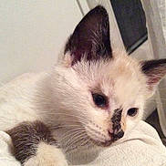 Biscotte participe au concours pour gagner de l'argent avec cette photo :