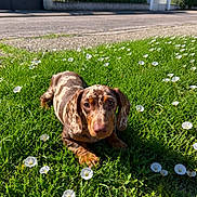 Orso participe au concours pour gagner de l'argent avec cette photo : dog, dachshund, puppy, pet, animal, canine, spotted_coat, brown_dog, long_ears, floppy_ears, lying_down, grass, flowers, white_flowers, garden, outdoors, sunlight, residential_street, hedge, portrait