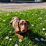 dog, dachshund, puppy, pet, animal, canine, spotted_coat, brown_dog, long_ears, floppy_ears, lying_down, grass, flowers, white_flowers, garden, outdoors, sunlight, residential_street, hedge, portrait