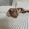 Orso participe au concours pour gagner de l'argent avec cette photo : dog, dachshund, puppy, canine, merle_coat, spotted, brown, white, floppy_ears, blue_eyes, lying_down, sleepy, relaxed, couch, sofa, indoor, home, furniture, portrait, pet