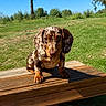Orso participe au concours pour gagner de l'argent avec cette photo : dog, dachshund, pet, animal, sitting, outdoor, picnic_table, wood, meadow, grass, trees, blue_sky, sunlight, portrait, brown, spotted, floppy_ears, long_body, short_legs, cute