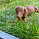 Slinky