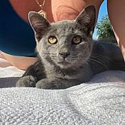 Mango joined the competition — help win amazing prizes! animal, arms, blanket, blue_top, closeup, cute, feline, grass, gray_cat, greenery, kitten, outdoor, person, pet, portrait, resting, sky, sunlight, tree, whiskers
