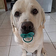 Iago participe au concours pour gagner de l'argent avec cette photo : dog, white_dog, pacifier, indoor, tile_floor, pet, cute, sitting, looking_at_camera, animal, muzzle, ears, floor_tiles, domestic_animal, close_up, portrait, companion, friendly, pet_accessory, adorable