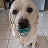 dog, white_dog, pacifier, indoor, tile_floor, pet, cute, sitting, looking_at_camera, animal, muzzle, ears, floor_tiles, domestic_animal, close_up, portrait, companion, friendly, pet_accessory, adorable