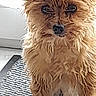 alert, animal, brown_fur, canine, close_up, companion, curious, cute, dog, domestic_animal, ears, fluffy_fur, furry, household, indoor, pet, portrait, rug, small_dog, standing