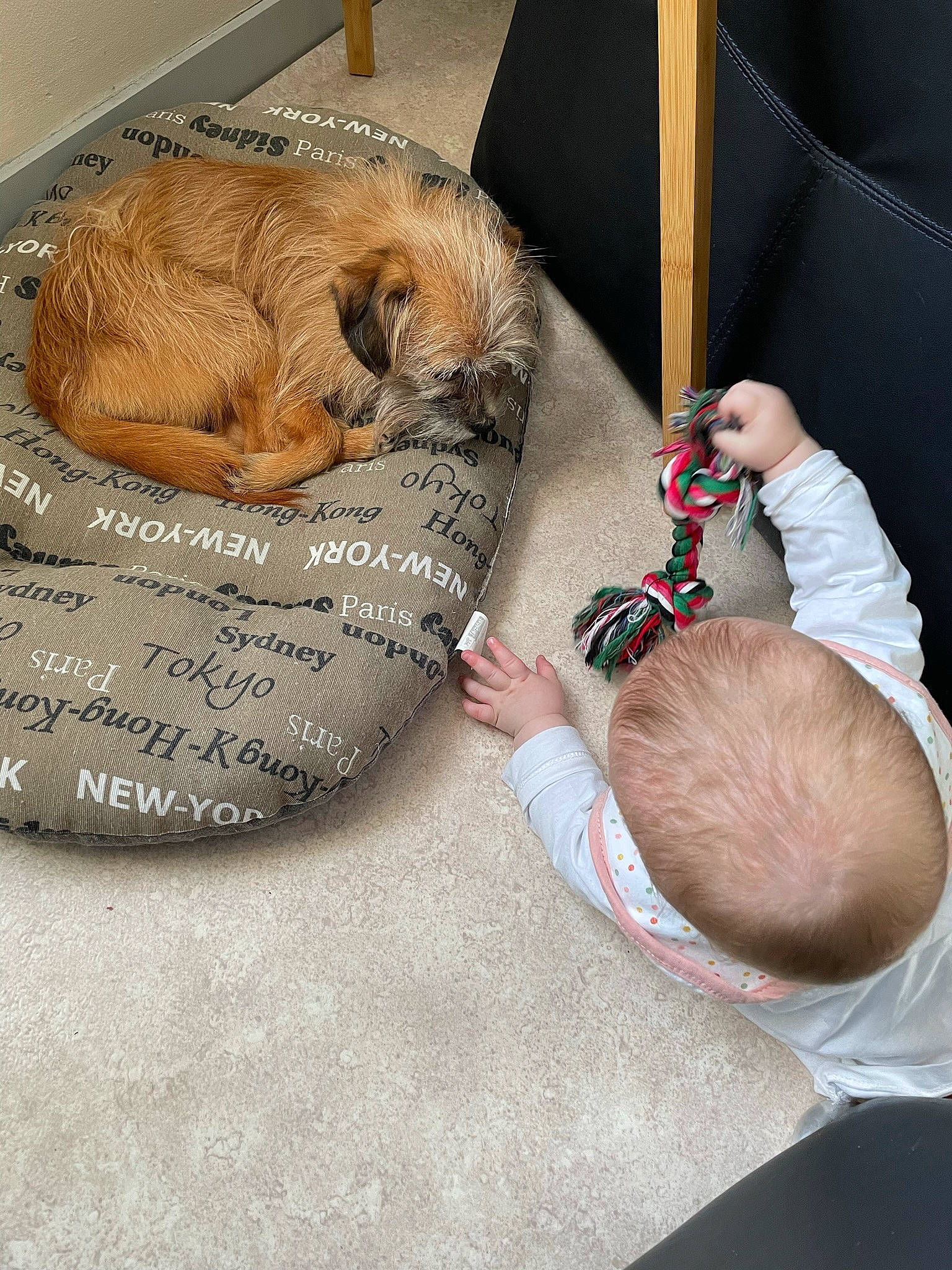 Kenzo a rejoint le concours — aidez-le/la à gagner de superbes lots ! baby, baby_sleeping, baby_toddler_clothing, carnivore, cat, child, comfort, companion_dog, domestic_short_haired_cat, fawn, felidae, fur, linens, mammal, small_to_medium_sized_cats, tail, toddler, toy, vertebrate, whiskers