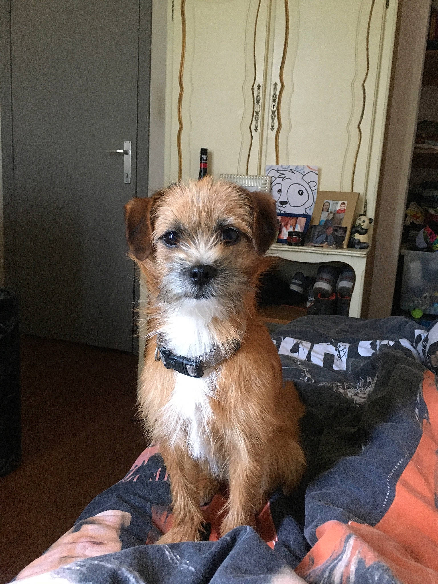 Kenzo a rejoint le concours — aidez-le/la à gagner de superbes lots ! canidae, carnivore, chair, companion_dog, dog, dog_breed, dog_supply, fawn, fur, liver, pet_supply, room, small_terrier, snout, sporting_group, terrestrial_animal, terrier, toy_dog, whiskers