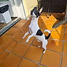 Scamp participe au concours pour gagner de l'argent avec cette photo : dog, small_dog, black_and_white, standing, hind_legs, orange_tiles, patio, sunlight, shadow, doorway, trash_bin, outdoor, playful, alert, pet, animal, fur, tail, ears, floor