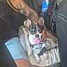 dog, pet, car_interior, dog_bed, toy, plush_toy, tattoo, arm, seat_belt, happy, tongue_out, small_dog, black_and_white_dog, travel, human_hand, clothing, blue_shorts, seat, comfort, companion