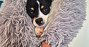 Scamp participe au concours pour gagner de l'argent avec cette photo : puppy, dog, blanket, fluffy, fur, hand, cute, pet, animal, small, wrapped, cozy, indoors, portrait, looking, black_and_white, brown, pink_nose, soft_texture, snuggled