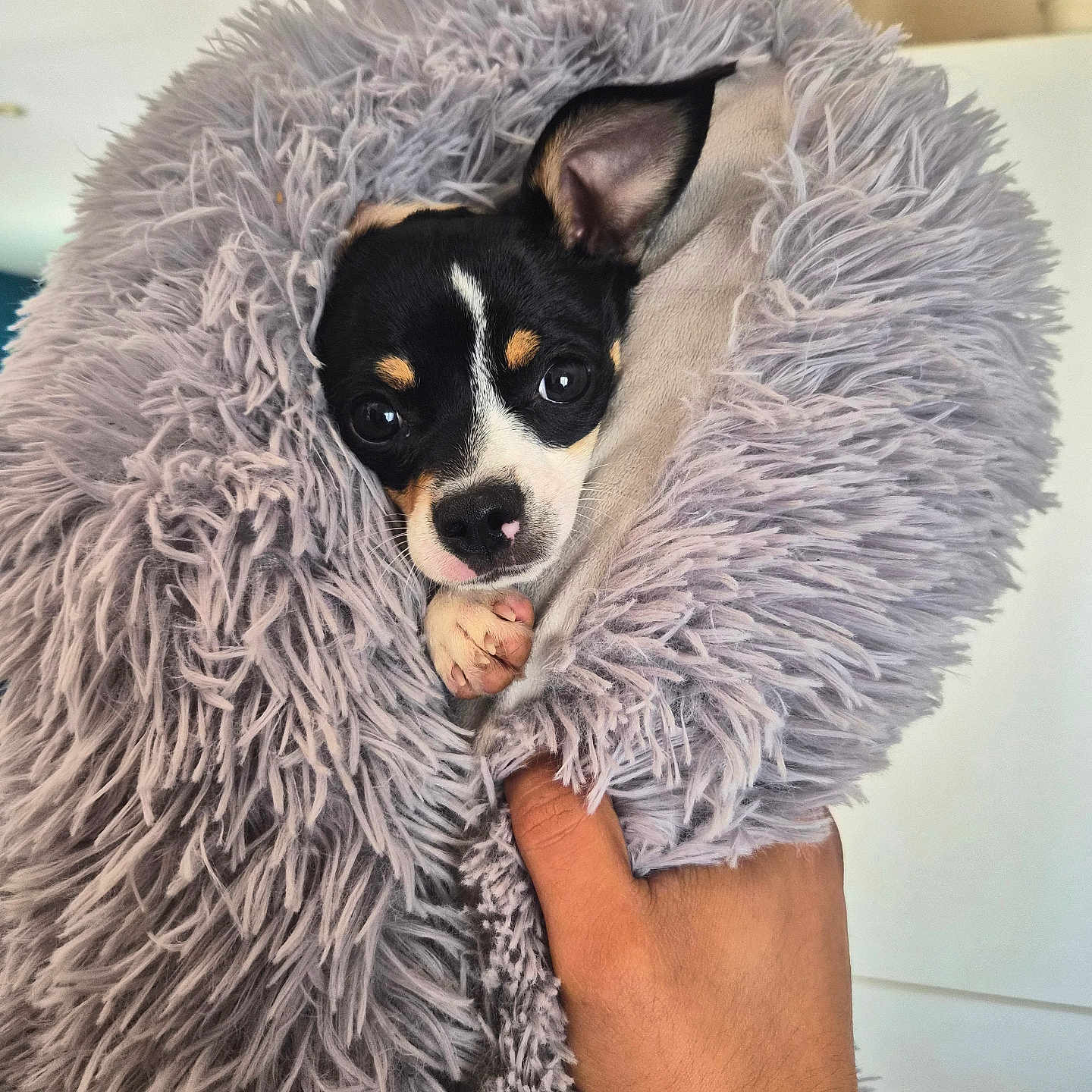 Scamp participe au concours pour gagner de l'argent avec cette photo : puppy, dog, blanket, fluffy, fur, hand, cute, pet, animal, small, wrapped, cozy, indoors, portrait, looking, black_and_white, brown, pink_nose, soft_texture, snuggled