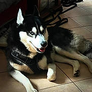 Skimo a rejoint le concours — aidez-le/la à gagner de superbes lots ! blue_eyes, dog, floor, fur, fur_pattern, harness, home_interior, husky, indoors, leash, lying_down, paws, pet, portrait, shadow, shoe, siberian_husky, sunlight, tile_floor, tongue_out