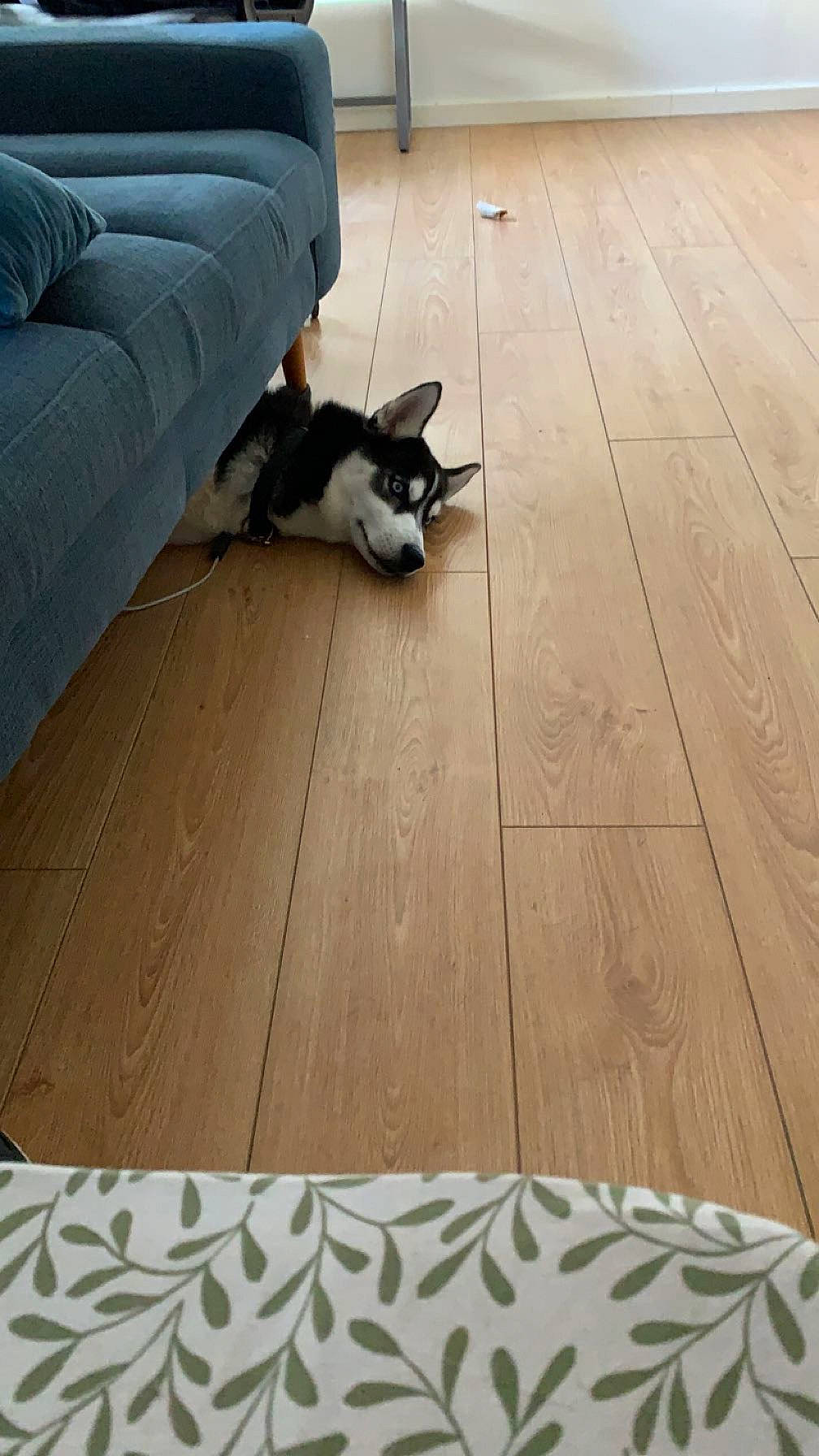 Skimo participe au concours pour gagner de l'argent avec cette photo : carnivore, cat, comfort, companion_dog, couch, dog_breed, fawn, felidae, floor, flooring, hardwood, laminate_flooring, plank, plywood, small_to_medium_sized_cats, varnish, whiskers, wood, wood_flooring, wood_stain