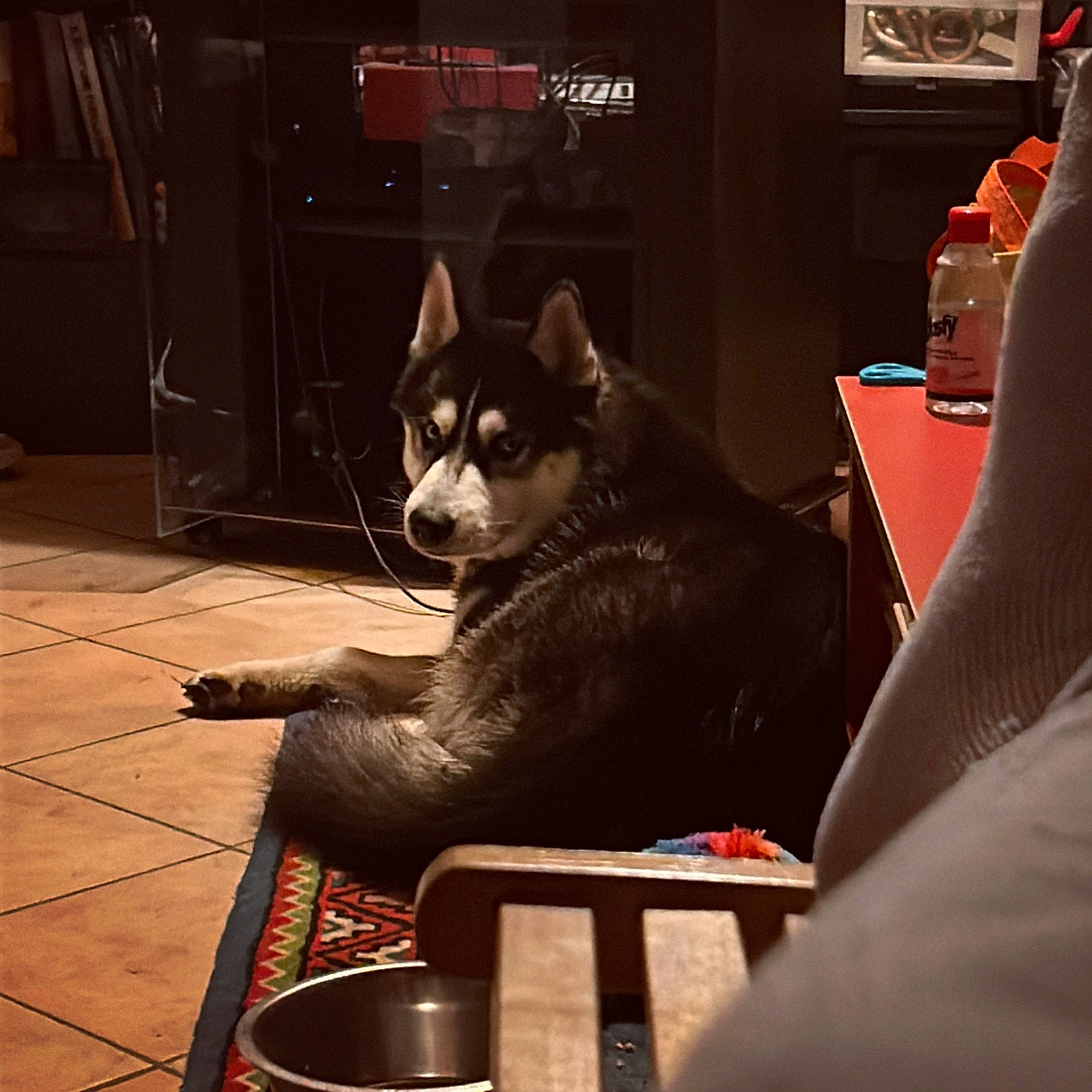 Skimo participe au concours pour gagner de l'argent avec cette photo : canidae, carmine, carnivore, comfort, companion_dog, dog, dog_breed, domestic_short_haired_cat, felidae, flooring, fur, human_leg, room, sitting, small_to_medium_sized_cats, sporting_group, tail, tints_and_shades, whiskers, working_animal