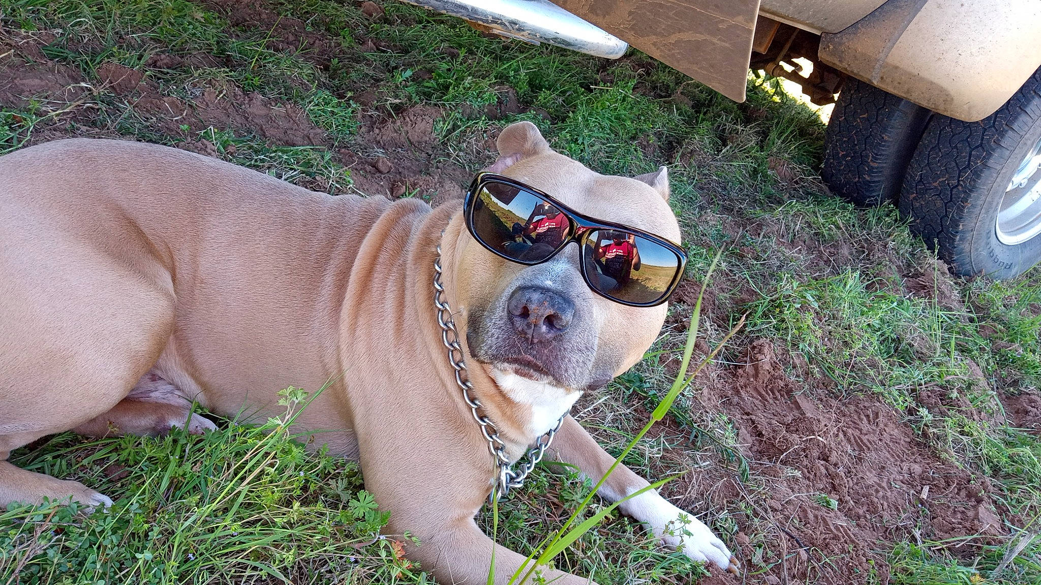Felony joined the competition — help win amazing prizes! automotive_tire, carnivore, companion_dog, dog, dog_breed, dog_collar, eyewear, fawn, glasses, goggles, grass, hat, leash, plant, snout, sporting_group, sun_hat, sunglasses, vision_care, working_animal