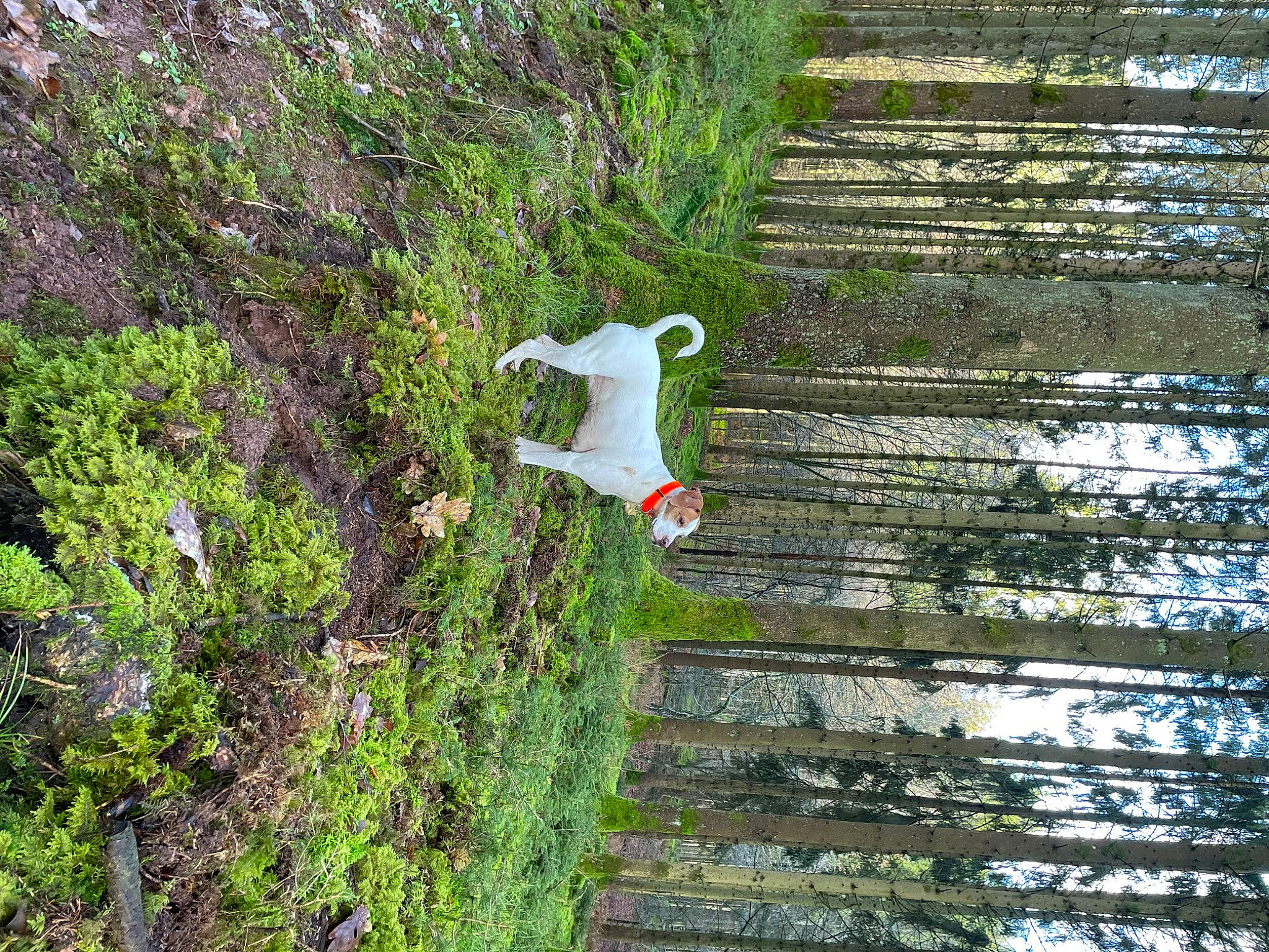 Gaïa a rejoint le concours — aidez-le/la à gagner de superbes lots ! biome, botany, branch, ecoregion, forest, grass, groundcover, landscape, leaf, natural_landscape, plant, shrub, spring, terrestrial_plant, tree, trunk, vegetation, wilderness, wood, woody_plant