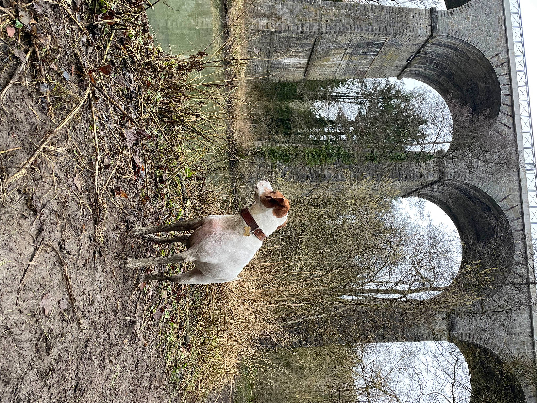 Gaïa participe au concours pour gagner de l'argent avec cette photo : _geese_and_swans, aqueduct, beak, bird, bridge, canal, duck, ducks, grass, landscape, plant, reflection, tail, tree, trunk, twig, water, water_bird, watercourse, waterfowl