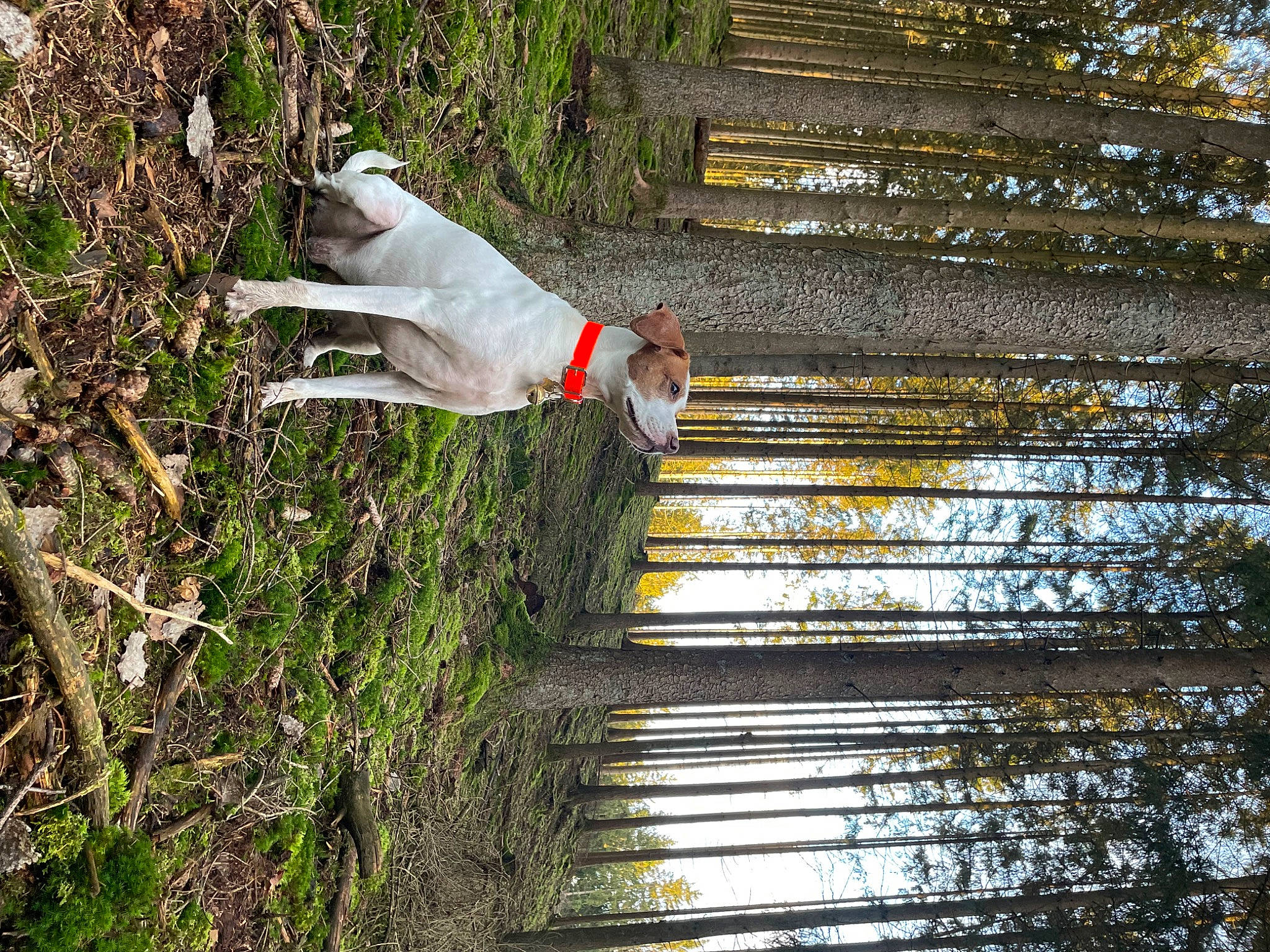 Gaïa participe au concours pour gagner de l'argent avec cette photo : botany, companion_dog, dog, dog_breed, grass, hat, leisure, people_in_nature, plant, shadow, shrub, tail, tree, trunk, wood