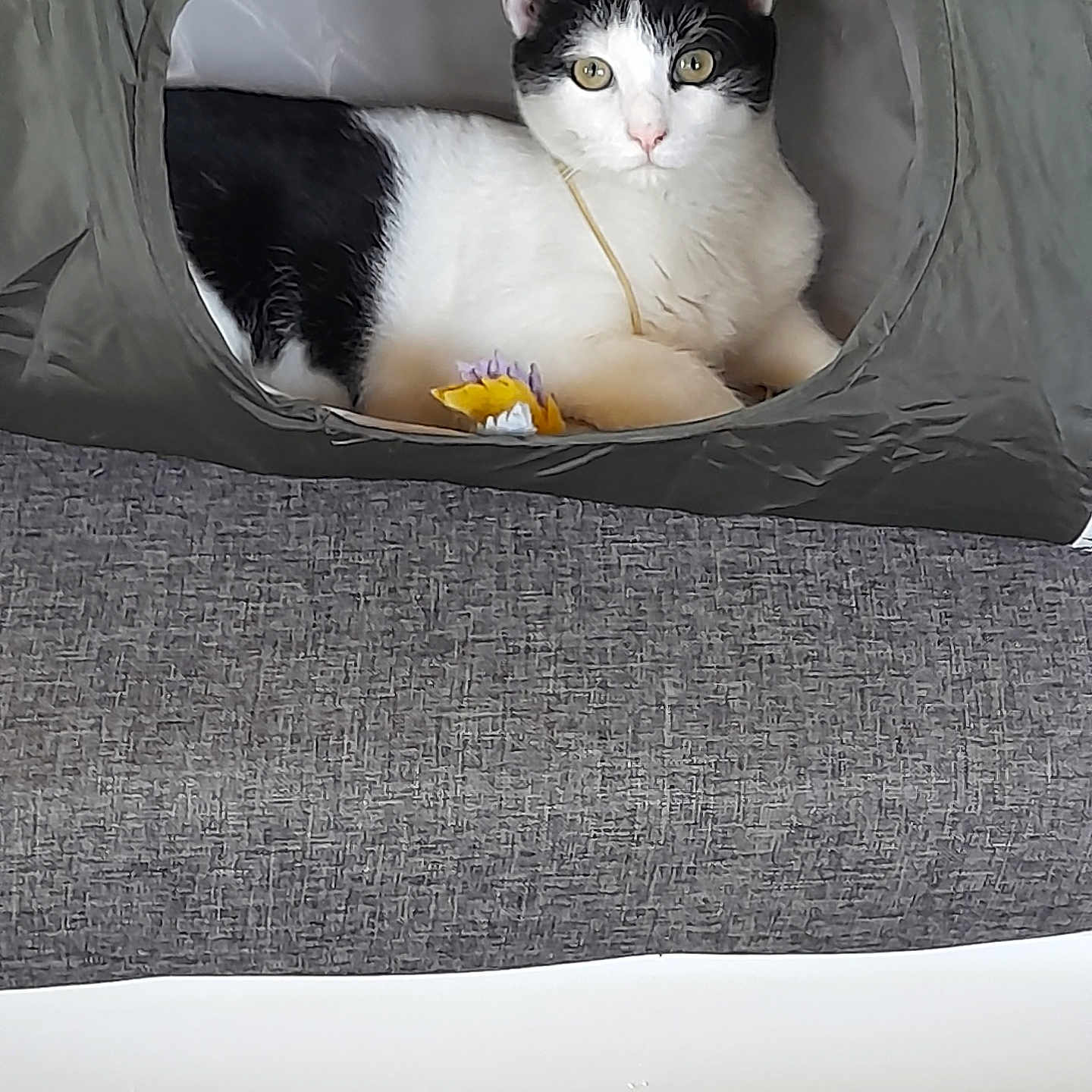 Orèo
