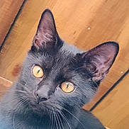 Raff is registered to the contest to win money with this photo: alert, animal, black_cat, cat, close_up, curious, cute, domestic_cat, ears, face, feline, fur, golden_eyes, indoor, looking_up, pet, portrait, soft_light, whiskers, wooden_background