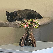 Hazel is registered to the contest to win money with this photo: animal, beige, bonsai_tree, brown, cat, cat_tree, cozy, curious, decor, domestic, feline, flowers, furniture, home, indoor, perch, pet, relaxed, table, tortoiseshell_cat