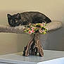 animal, beige, bonsai_tree, brown, cat, cat_tree, cozy, curious, decor, domestic, feline, flowers, furniture, home, indoor, perch, pet, relaxed, table, tortoiseshell_cat
